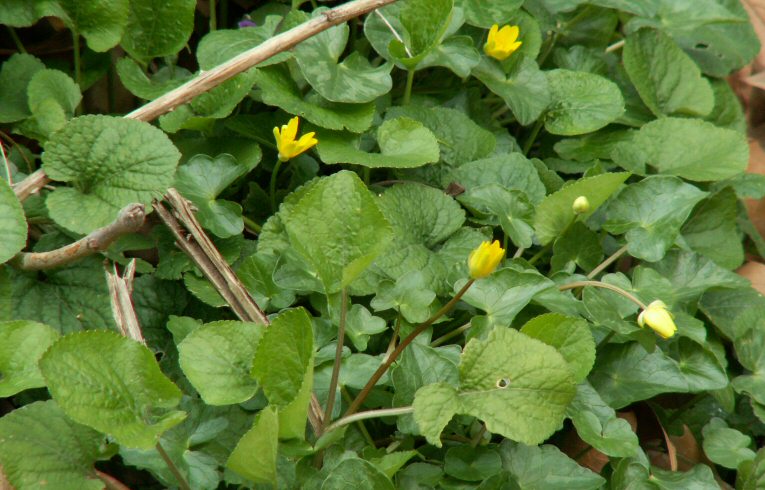 Lesser Celandine