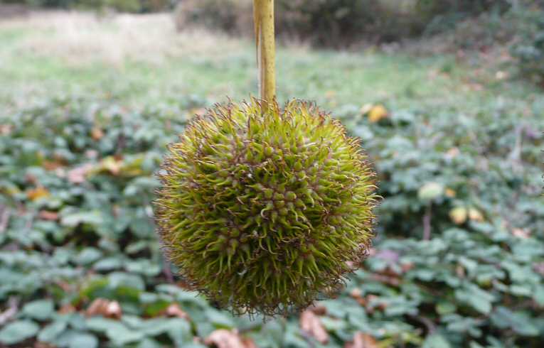 London Plane, Bush Wood