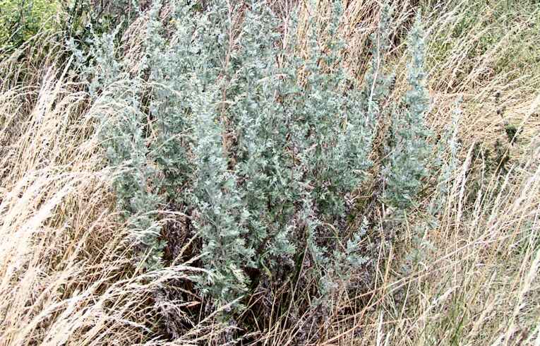 Artemisia vulgaris