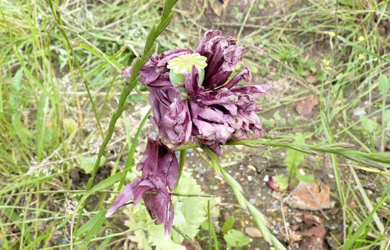 Opium Poppy