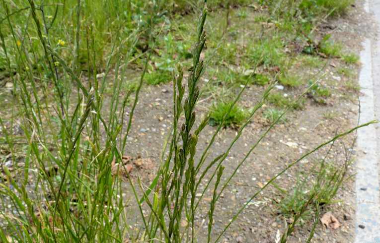 Perennial Rye-grass