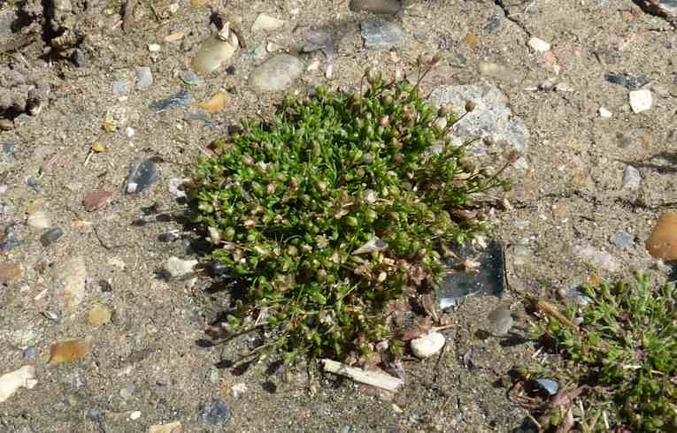 Procumbent Pearlwort