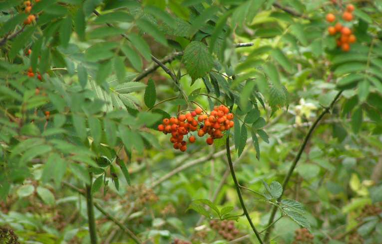 Sorbus aucuparia
