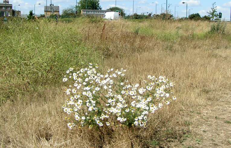 Scented Mayweed