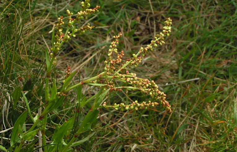 Sheep's Sorrel