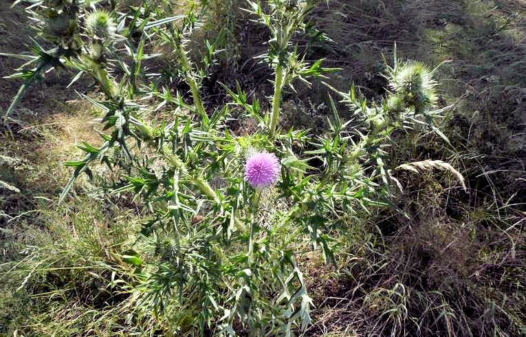 Spear Thistle