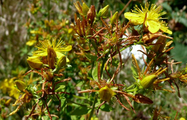 St. John's Wort