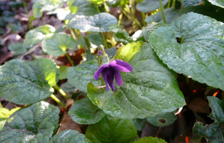 Viola odorata
