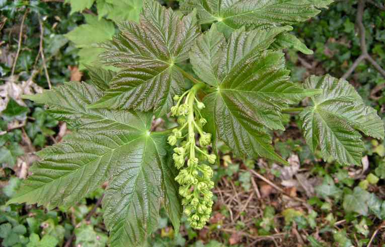 Acer pseudoplatanus