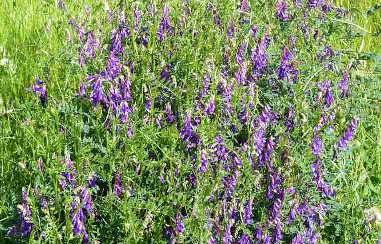 Tufted Vetch