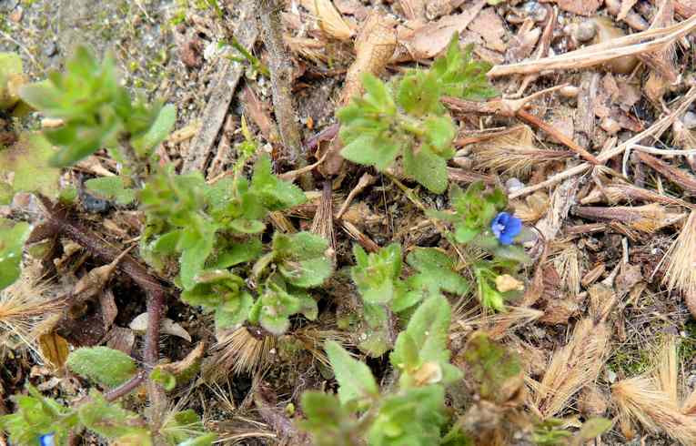 Wall Speedwell