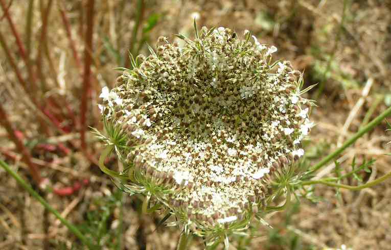 Daucus carota