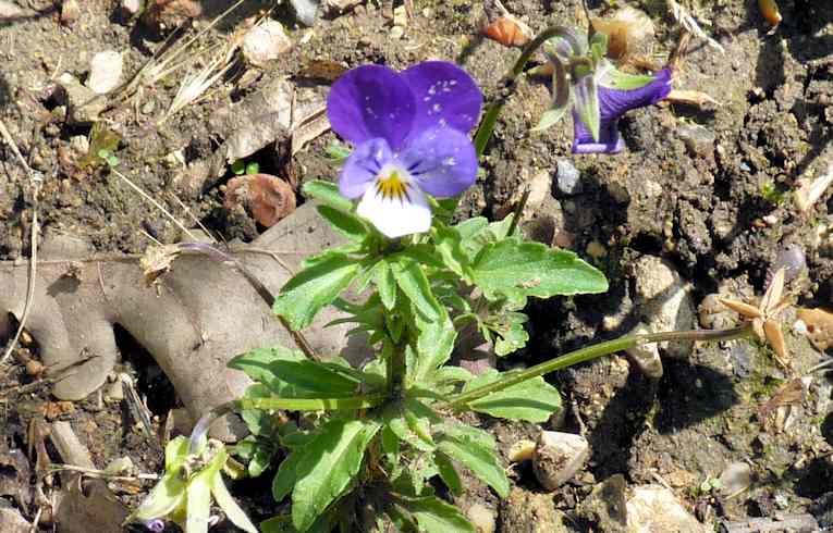 Wild Pansy
