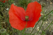 Common Poppy