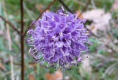 Devil's-bit scabious