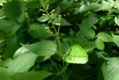 Enchanters Nightshade