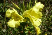 Evening Primrose