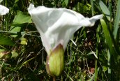 Great Bindweed