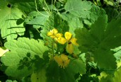 Greater Celandine