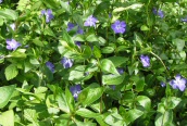 Greater Periwinkle