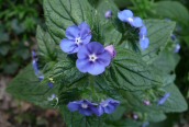 Green Alkanet