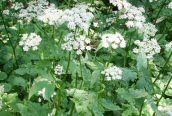 Ground Elder