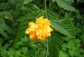Kerria japonica