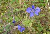 Forking Larkspur