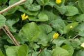 Lesser Celandine