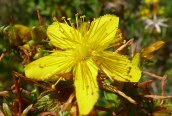 St. John's Wort