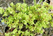 Sun Spurge