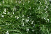 Three-cornered Leek 