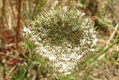 Wild Carrot