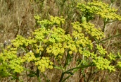 Wild Parsnip