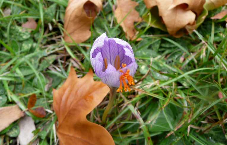 Autumn Crocus