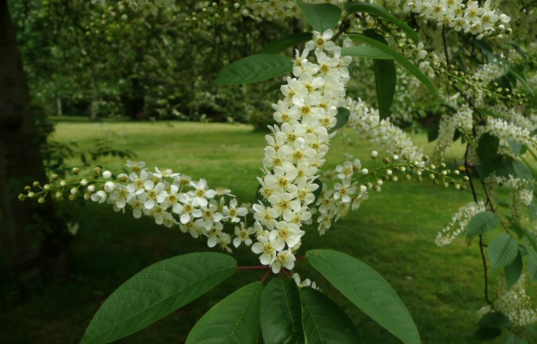 Bird Cherry