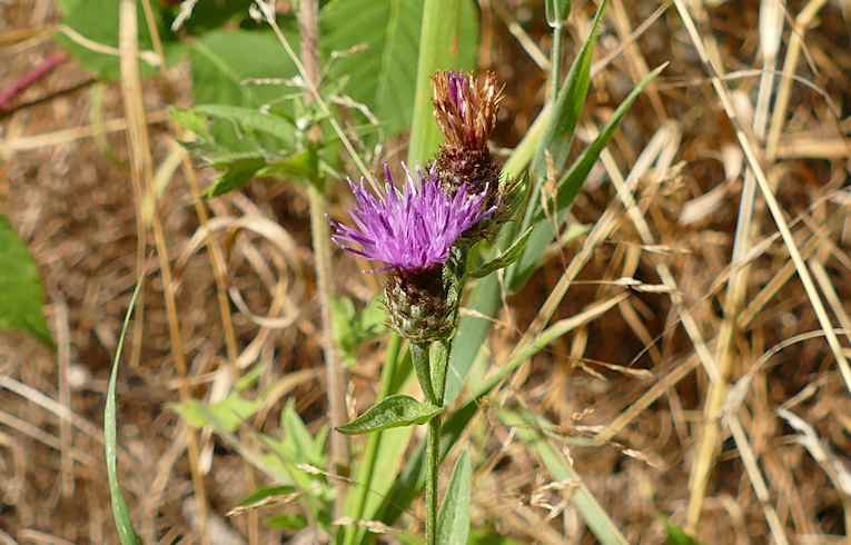 Black Knapweed