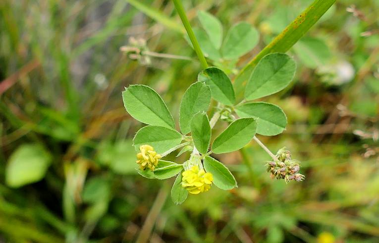 Black Medick