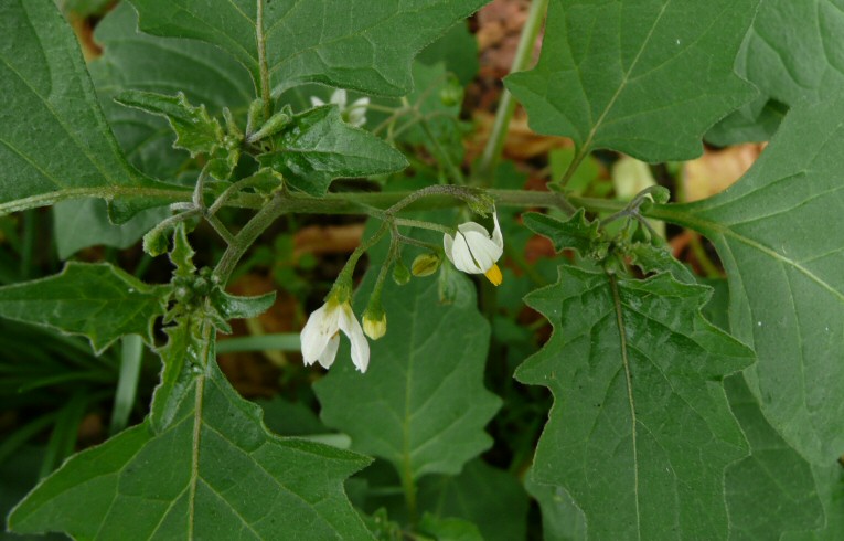 Black Nightshade