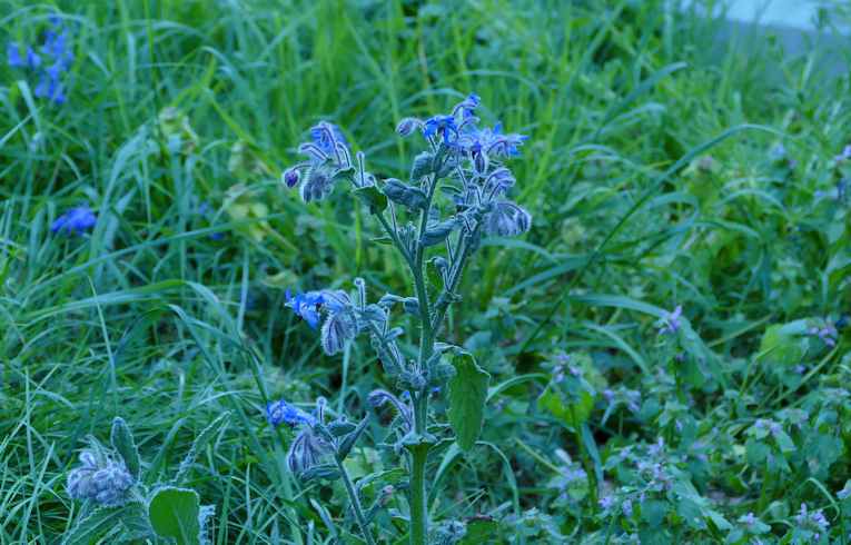 Borage
