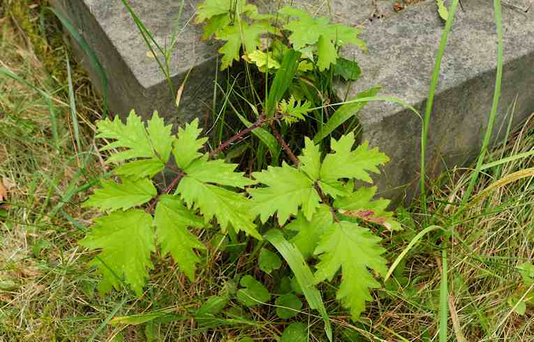 Cut-leaved Bramble