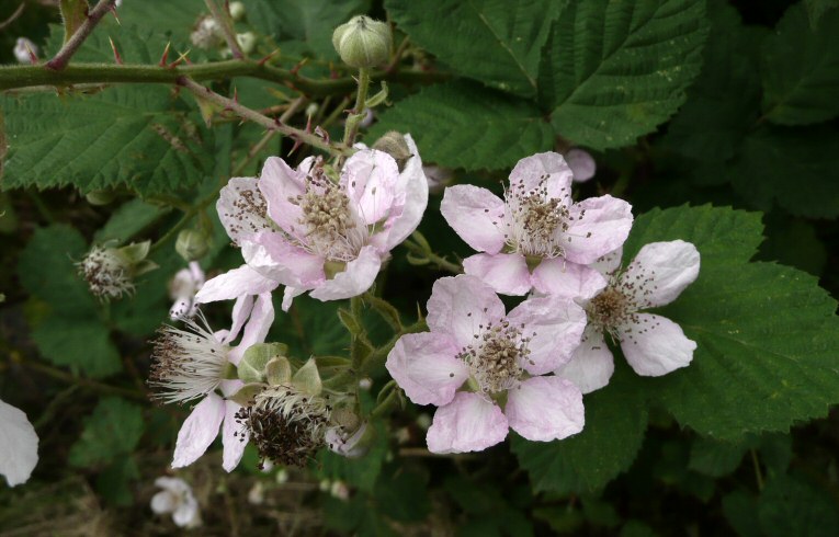 Bramble