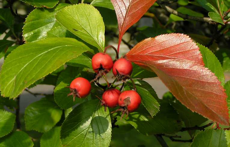 Broad-leaved Cockspur Thorn
