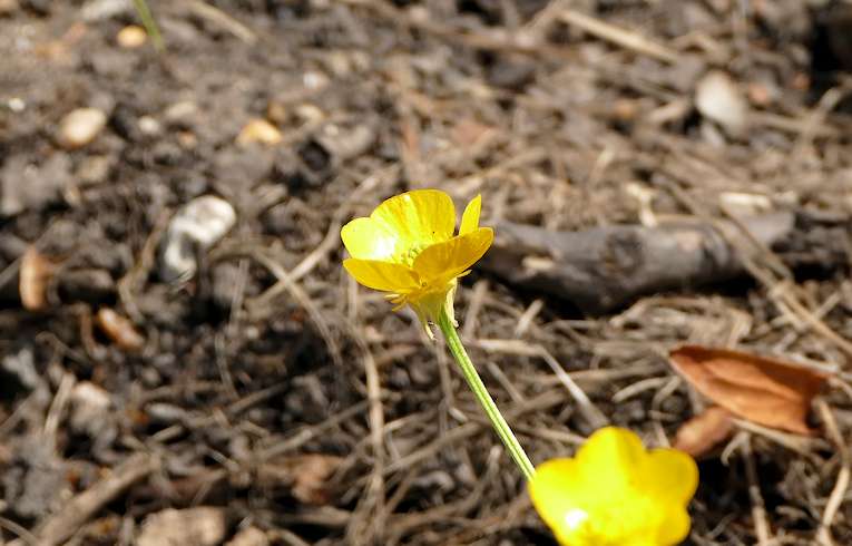 Bulbous Buttercup