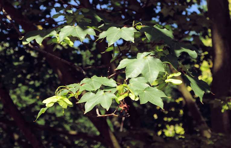 Cappadocian Maple