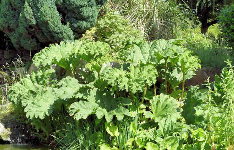 Chilean Rhubarb