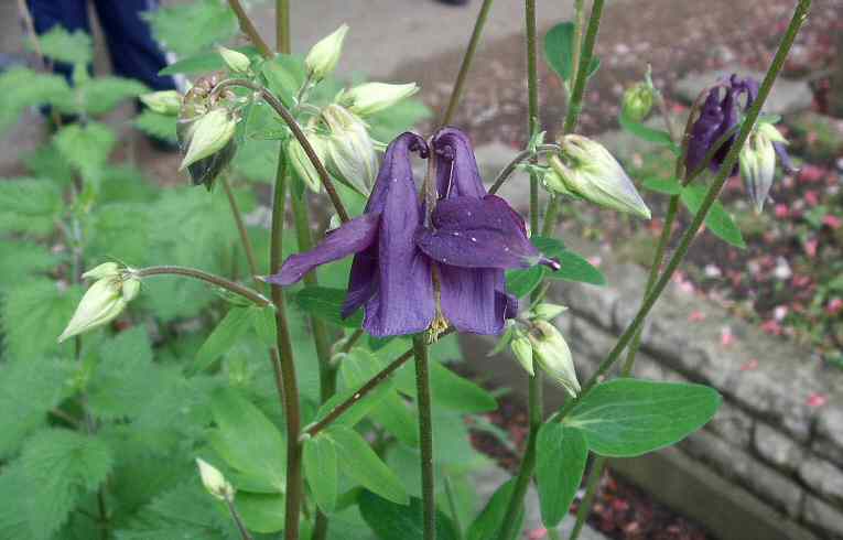 Columbine