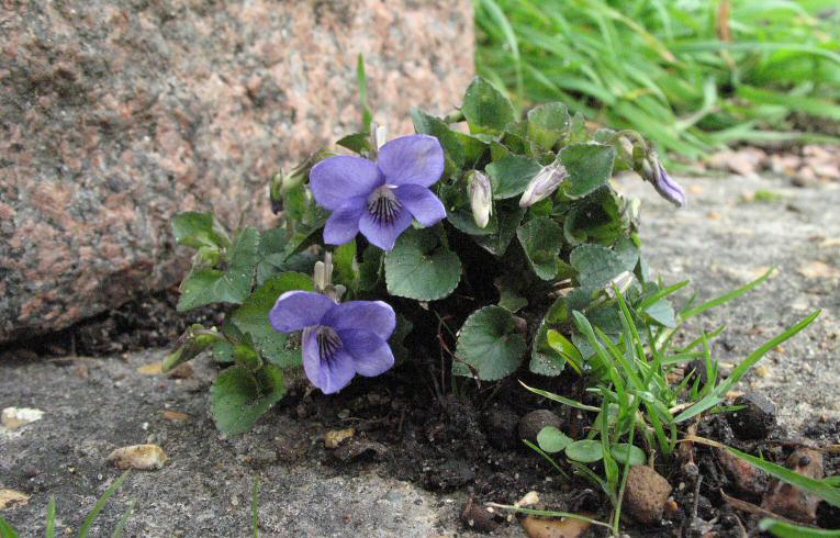 Common Dog Violet