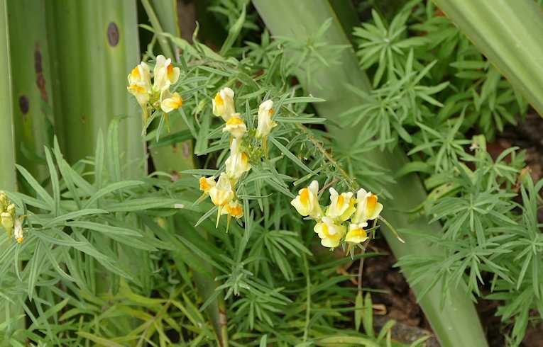 Common Toadflax