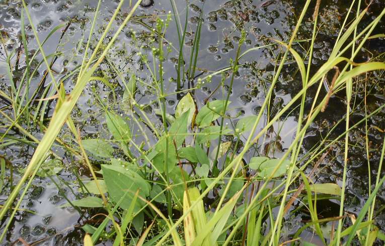 Common Water Plantain